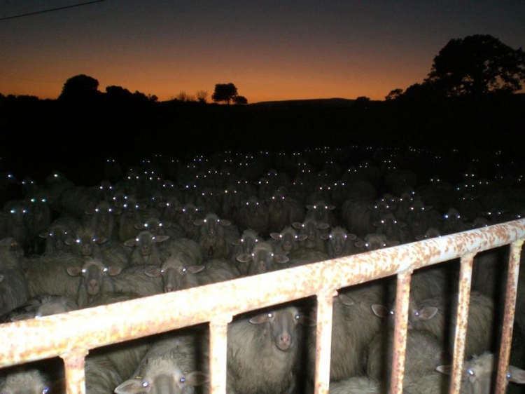 [Sheeple]